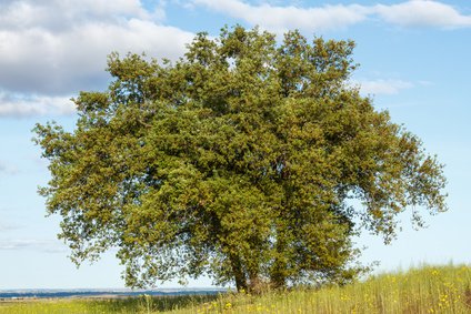 Steineiche (Quercus ilex) - Samen, Standort, Winterhart