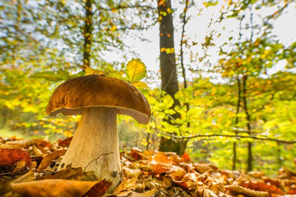 Unter Buchen wachsen die Speisepilze besonders gerne