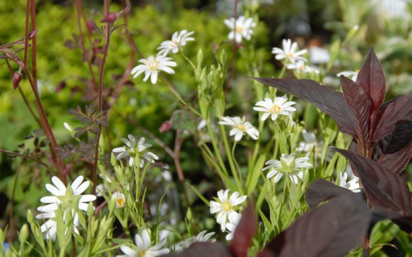 Stellaria holostea