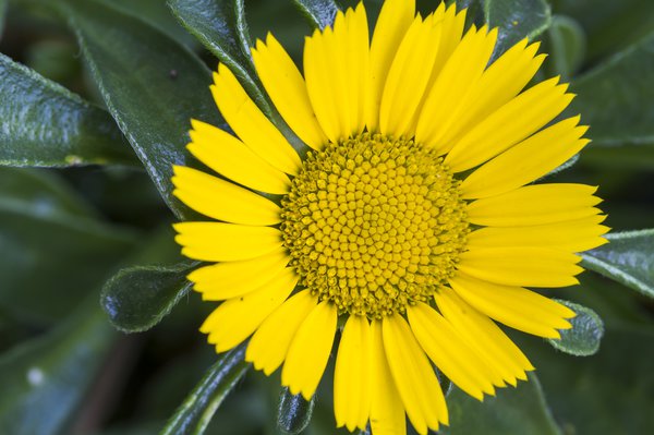 Sternauge – leuchtend gelbe Blütenpracht