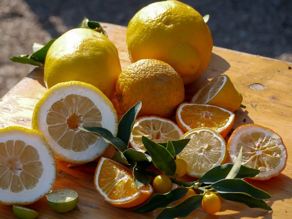 Mit dem richtigen Substrat hat der Zitronenbaum gute Voraussetzungen, zahlreiche saftige Früchte zu tragen