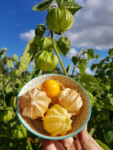 Andenbeeren Ranka Tessin Physalis