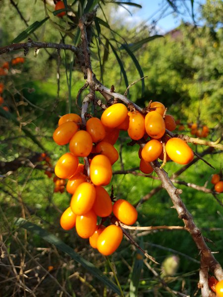 Sanddorn Ranka Tessin Hippophae rhamnoides