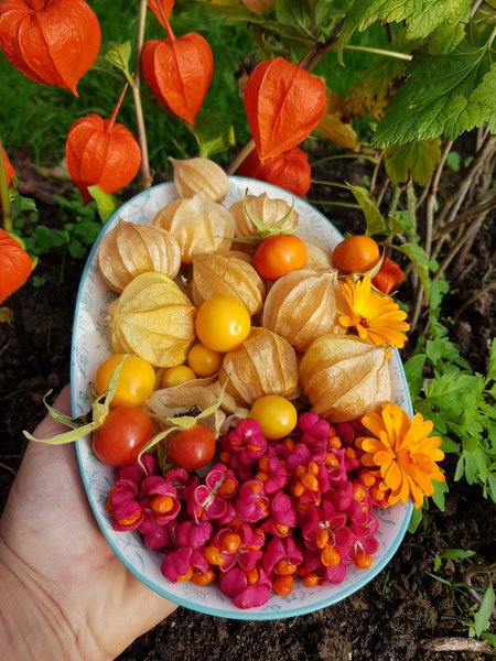 Andenbeeren Pfaffenhtchen Ranka Tessin Hippophae rhamnoides Euonymus europaeus