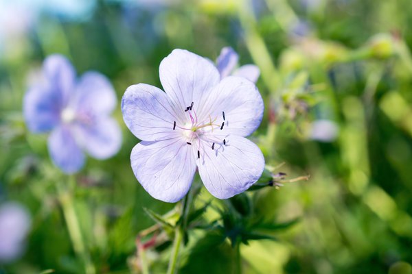 Storchschnabel Geranium pixabay