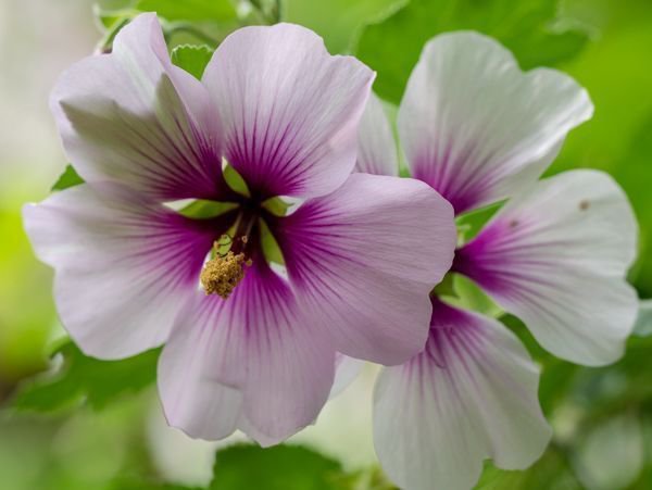 Strauchmalve Lavatera maritima