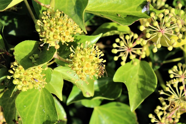 Hedera helix Arborescens Bienenweide Efeu 'Arborescens'