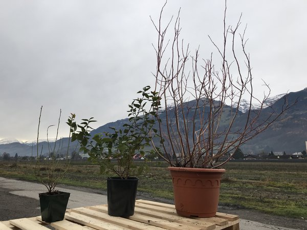 Heidelbeeren kaufen Strauchbeeren Topfgrössen Heidelbeeren Lubera, heidelbeeren pflanzen