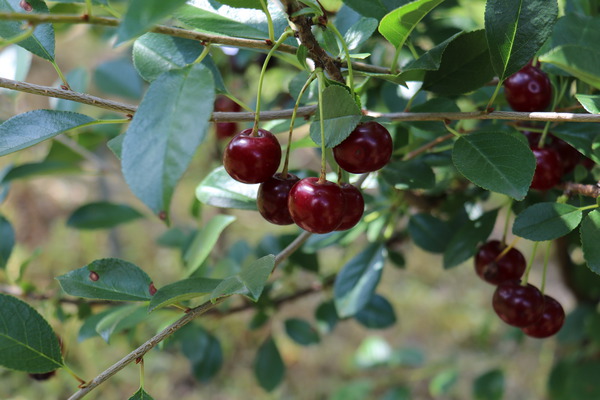 reife, rote Kirschen am Zweig