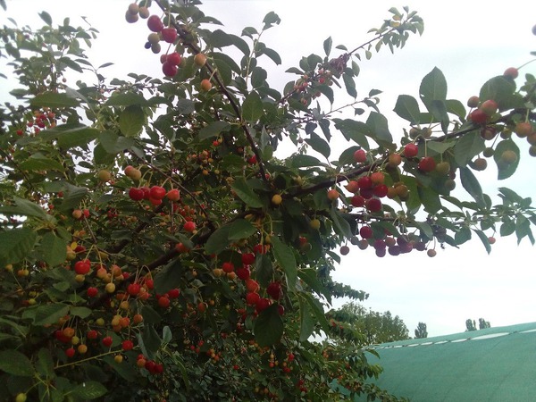 Herrlich rote Kirschen an der Strauchkirsche Romeo