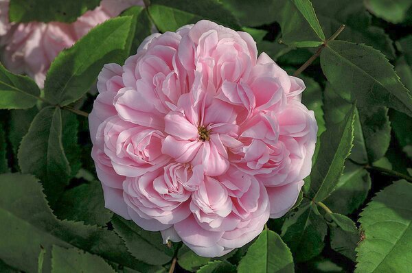 Strauchrose Jacques Cartier (korr) Strauchrose Jacques Cartier (korr)