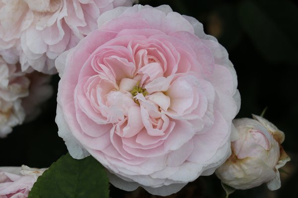 Rose Maidens Blush