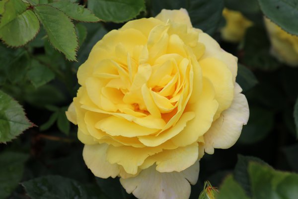 Rose Chinatown 