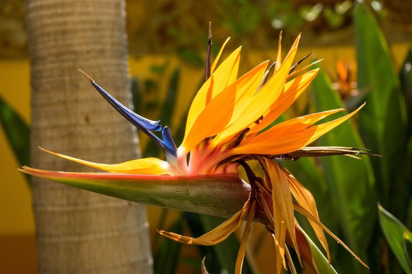 Fast verblühte Blüte