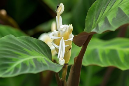 Stromanthe Blüte