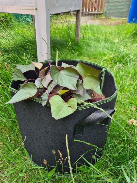 Mein erster Garten, Der Garten im Juni, Ssskartoffel im Pflanzsack