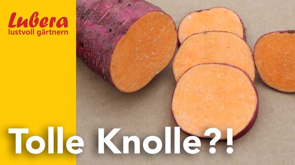Thumbnail, Lubera Video, Süsskartoffeln, tolle Knolle, Süsskartoffelgeschichte