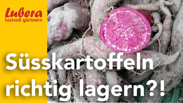 Thumbnail, Lubera Video, Süsskartoffeln richtig lagern
