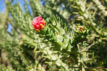 Austrocylindropuntia subulata monstruosa,Opuntia subulata