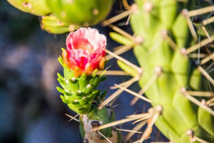 Austrocylindropuntia subulata Blüte