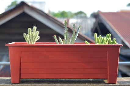 Austrocylindropuntia subulata mit anderen Kakteen im Pflanzgefäß