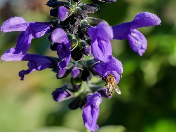 Sdamerikasalbei Salvia guaranitica Biene, insektenfreundliche stauden