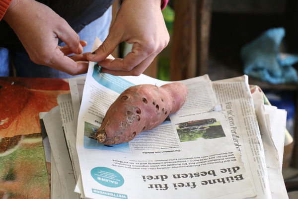 Süsskartoffel Ernte Lubera