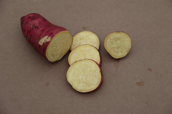 Ssskartoffeln, Sugaroot-Ssskartoffel, Sugaroots, Yellow, ssskartoffeln anbauen