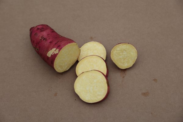 Süsskartoffel Sugaroot® 'Yellow', Ipomea batatas