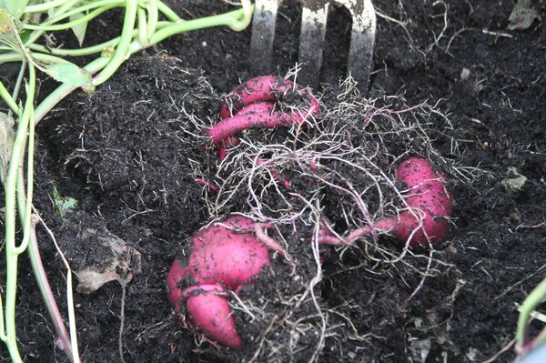 Ssskartoffel Sugaroot 'Purple', Ipomoea batatas