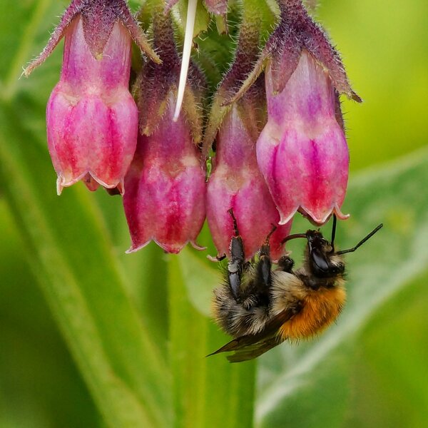 Symphytum officinale 'Moulin Rouge', Symphytum officinale 'Moulin Rouge'