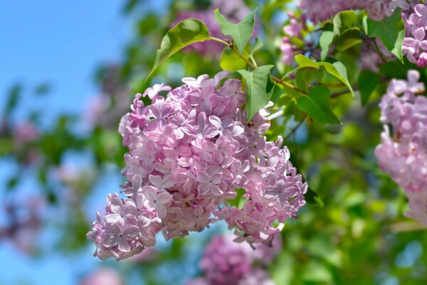 Syringa, Flieder, Marechal Foch
