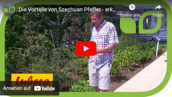 Video Szechuan Pfeffer Zanthoxylum