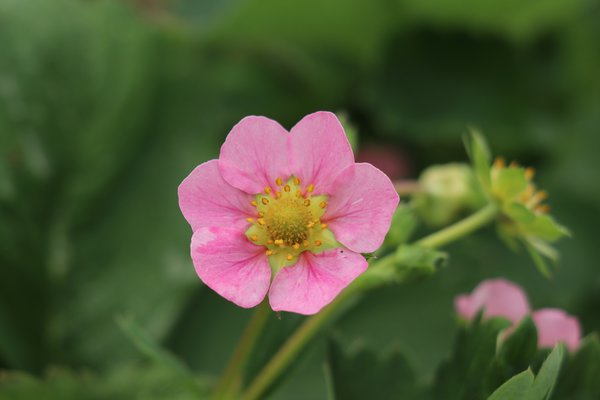 Erdbeere T21 Delirose