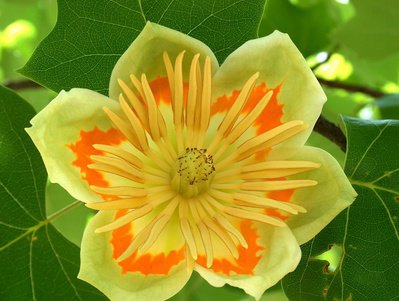 Tulpenbaum, Liriodendron tulipifera