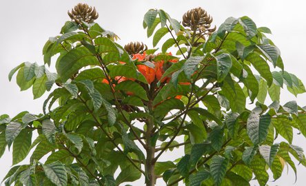 Liriodendron tulipifera