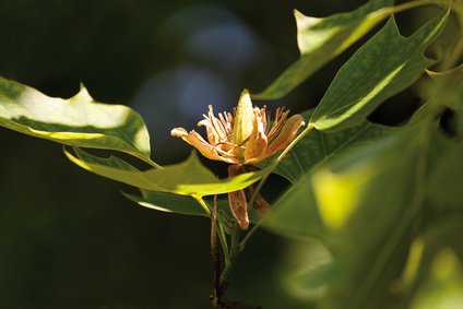 Liriodendron tulipifera