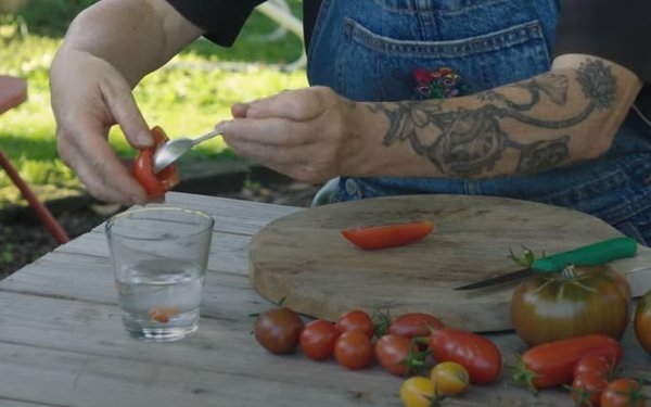 Tomatensamen gewinnen, Gartenvideo, Tomatensamen auslffeln