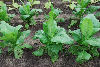 Junge Tabakpflanzen