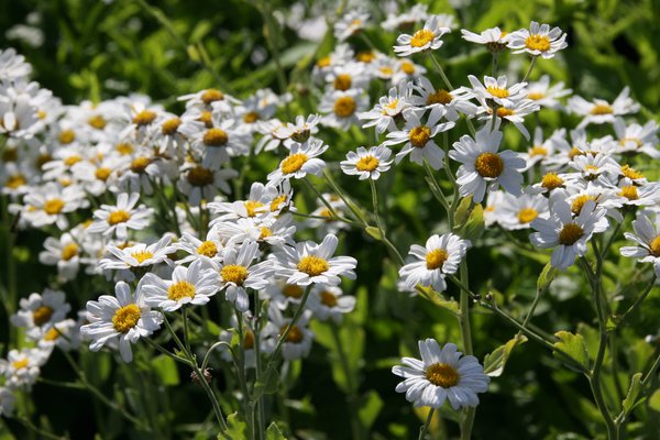 Tanacetum balsamita