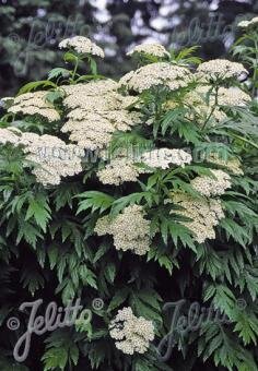 Tanacetum macrophyllum, Staude, P�ppel