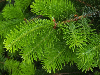 Tannenbaum pflanzen und pflegen