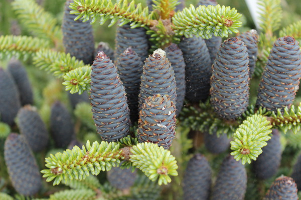 Weihnachtsbaum im Topf Lubera Zapfen der Abies koreana