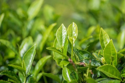Teepflanze, Camellia sinensis 