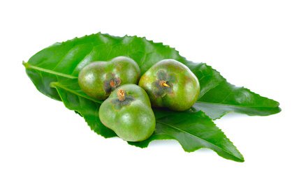 Camellia sinensis Früchte