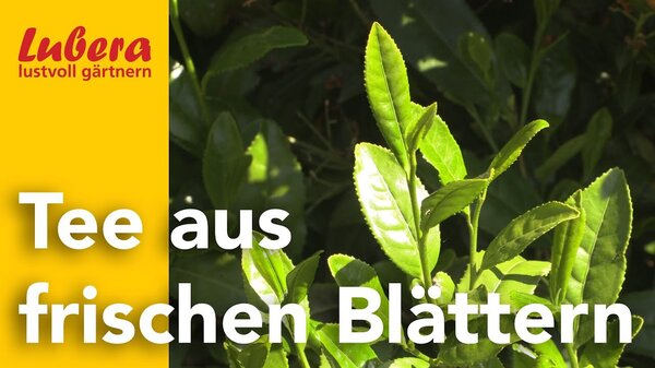 Thumbnail, Lubera Video, Tee, Mate, Camelia sinensis, Ilex paraguariensis