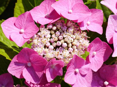 Pinkfarbene Tellerhortensie, Hydrangea serrata