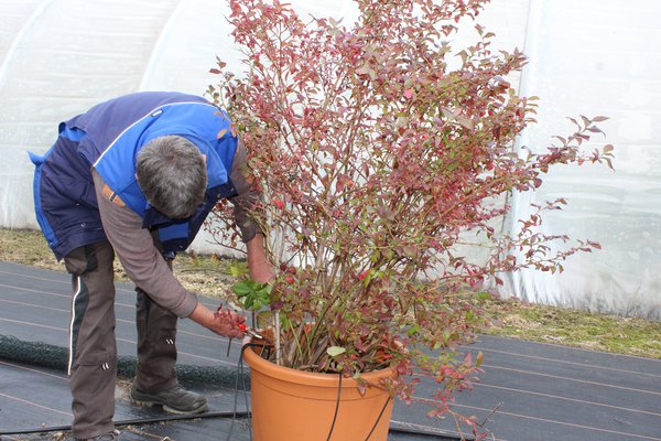 Heidelbeeren schneiden Lubera