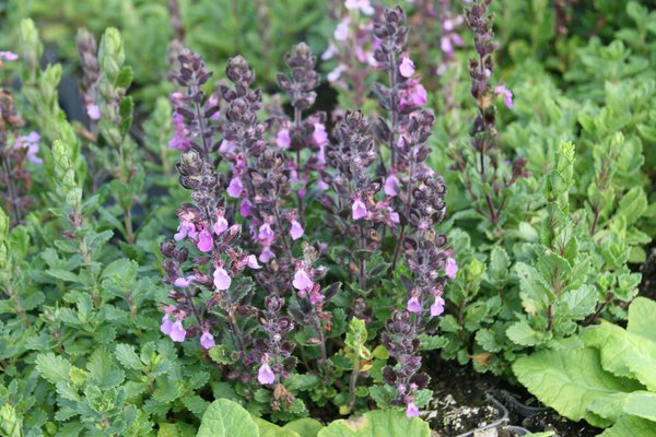 Teucrium chamaedrys