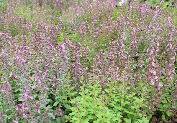 Teucrium x lucidrys, Edelgamander (quer)